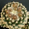 Pediocactus_knowltonii_1